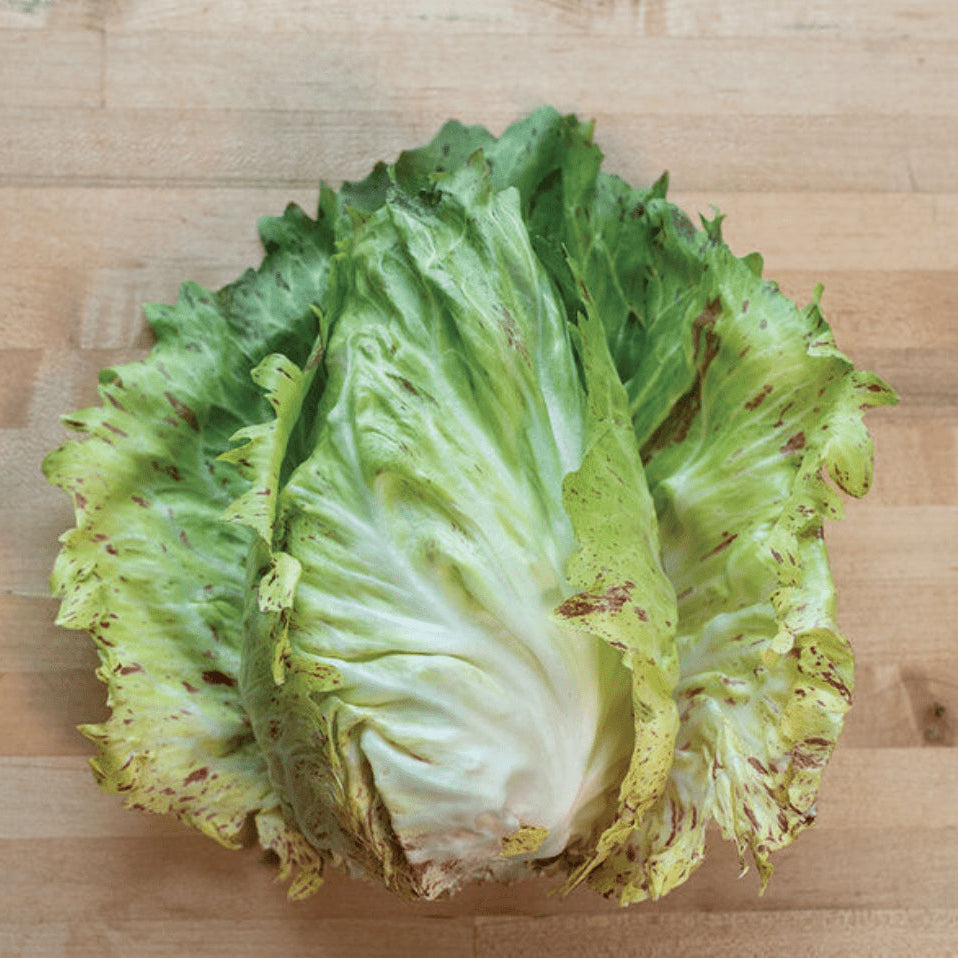 Organic Radicchio 'Giorgion'