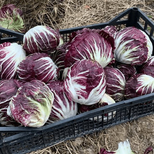 Radicchio 'Palla Rosa' bio