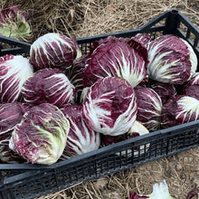Organic Radicchio 'Palla Rosa'