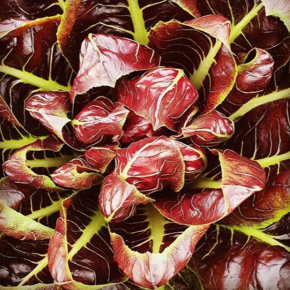 Organic Treviso Radicchio