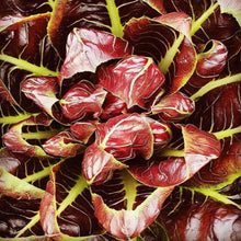 Organic Treviso Radicchio