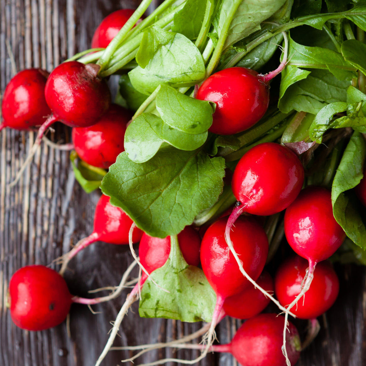 Radis 'Cherry Belle'