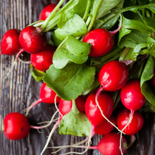 Radis 'Cherry Belle'