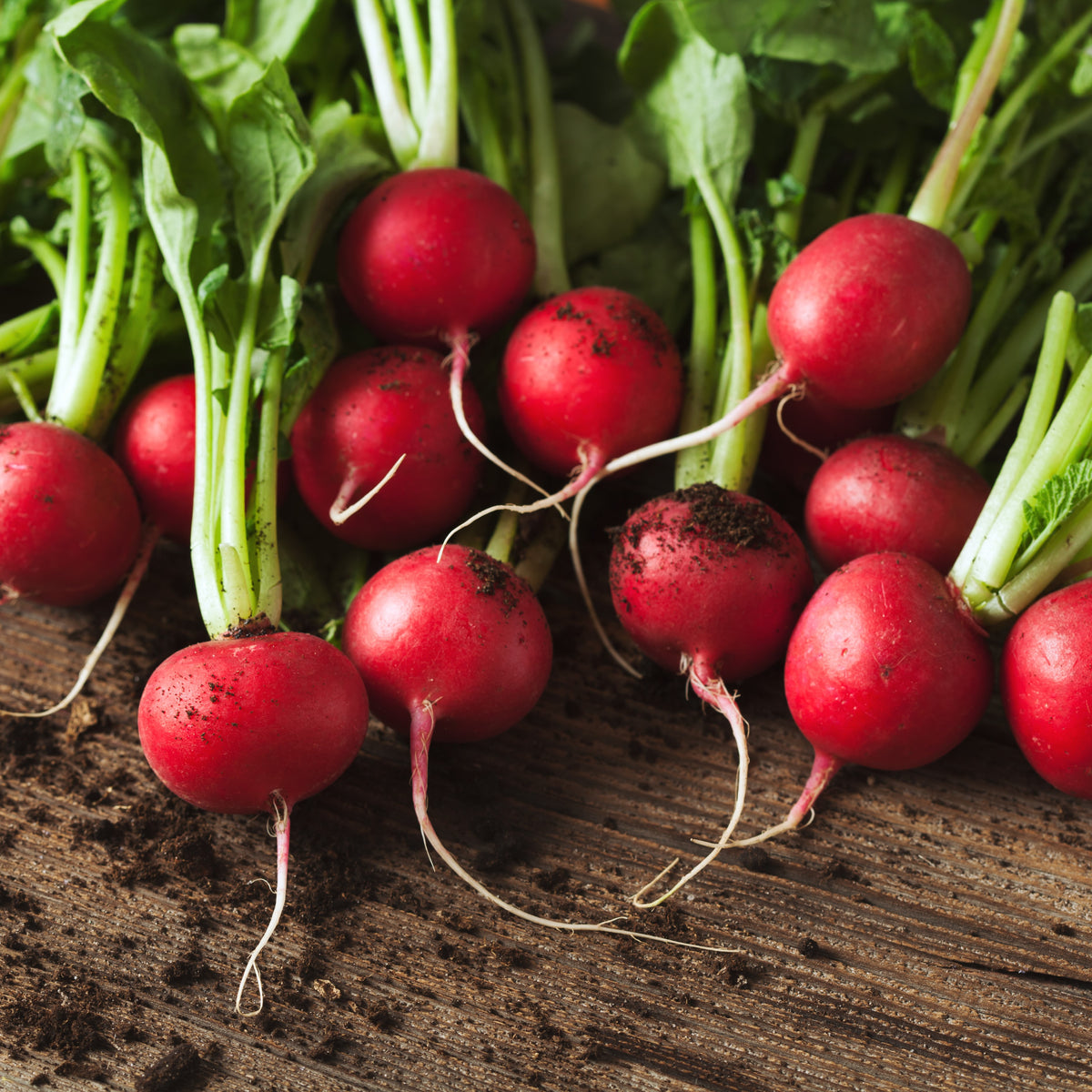 Photo de Radis Escala F1. La couleur caractéristique est : rouge brillant. Les fruits présentent cette forme : ronde. Le visuel permet d'observer les contours, les teintes et la disposition des éléments présentés. Les détails de forme et les contrastes donnent un aperçu de l'apparence de cette plante ou de sa récolte.