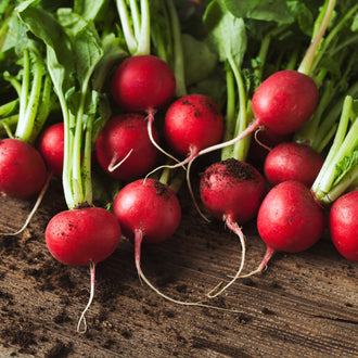 Photo de Radis Escala F1. La couleur caractéristique est : rouge brillant. Les fruits présentent cette forme : ronde. Le visuel permet d'observer les contours, les teintes et la disposition des éléments présentés. Les détails de forme et les contrastes donnent un aperçu de l'apparence de cette plante ou de sa récolte.