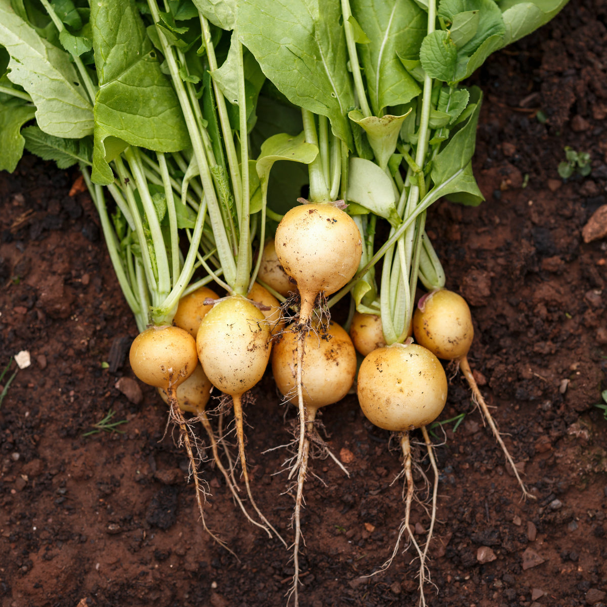 Radish Horus