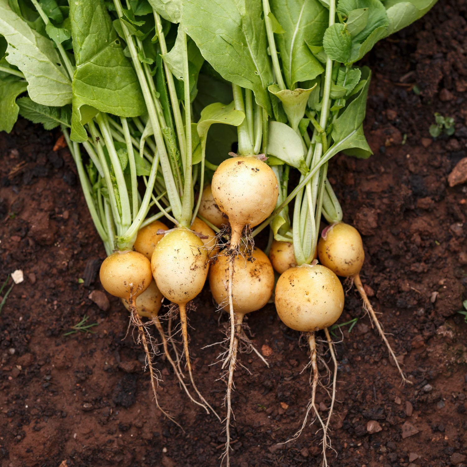 Radish Horus