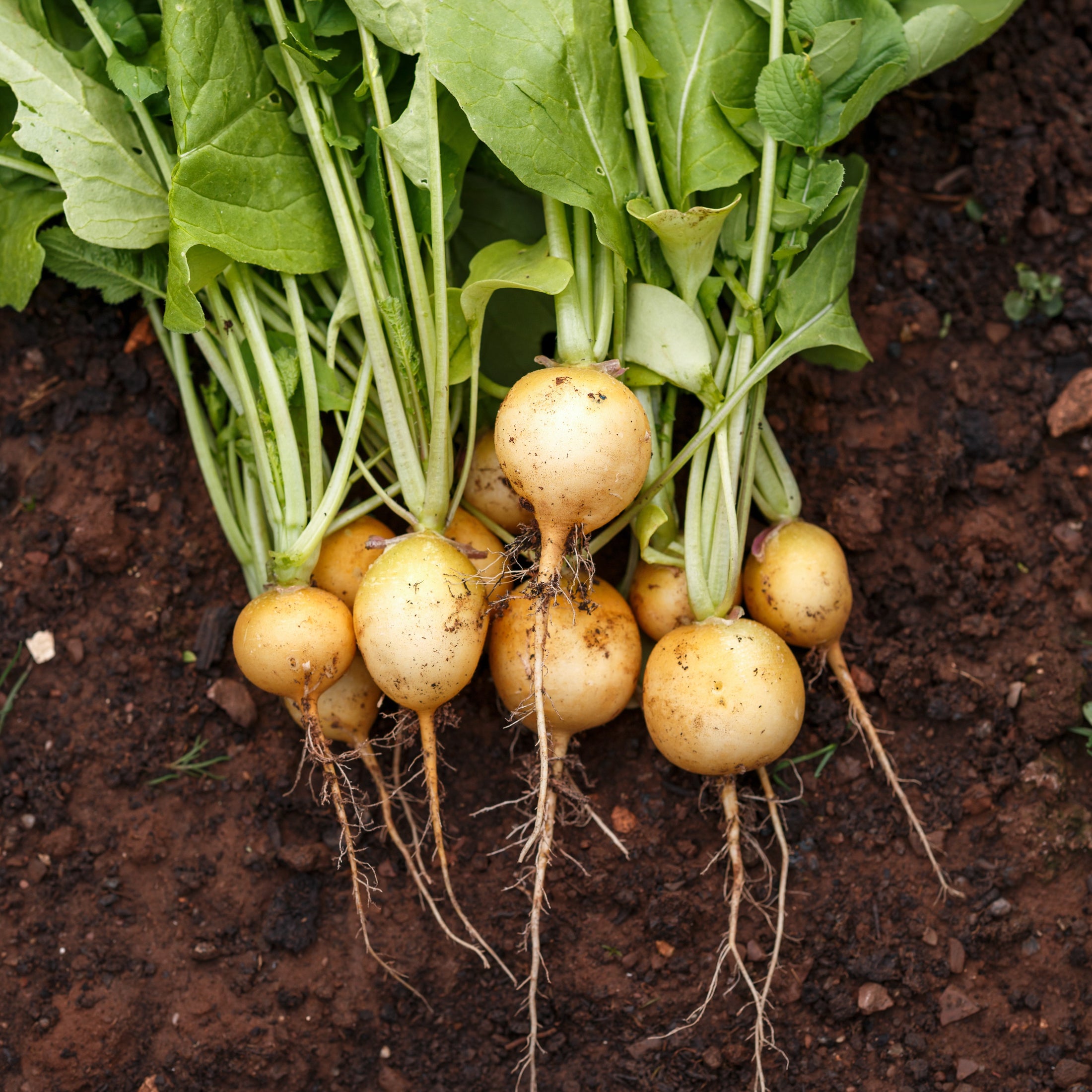 Radish Horus