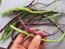 'Rat' Tail' Radish Mix