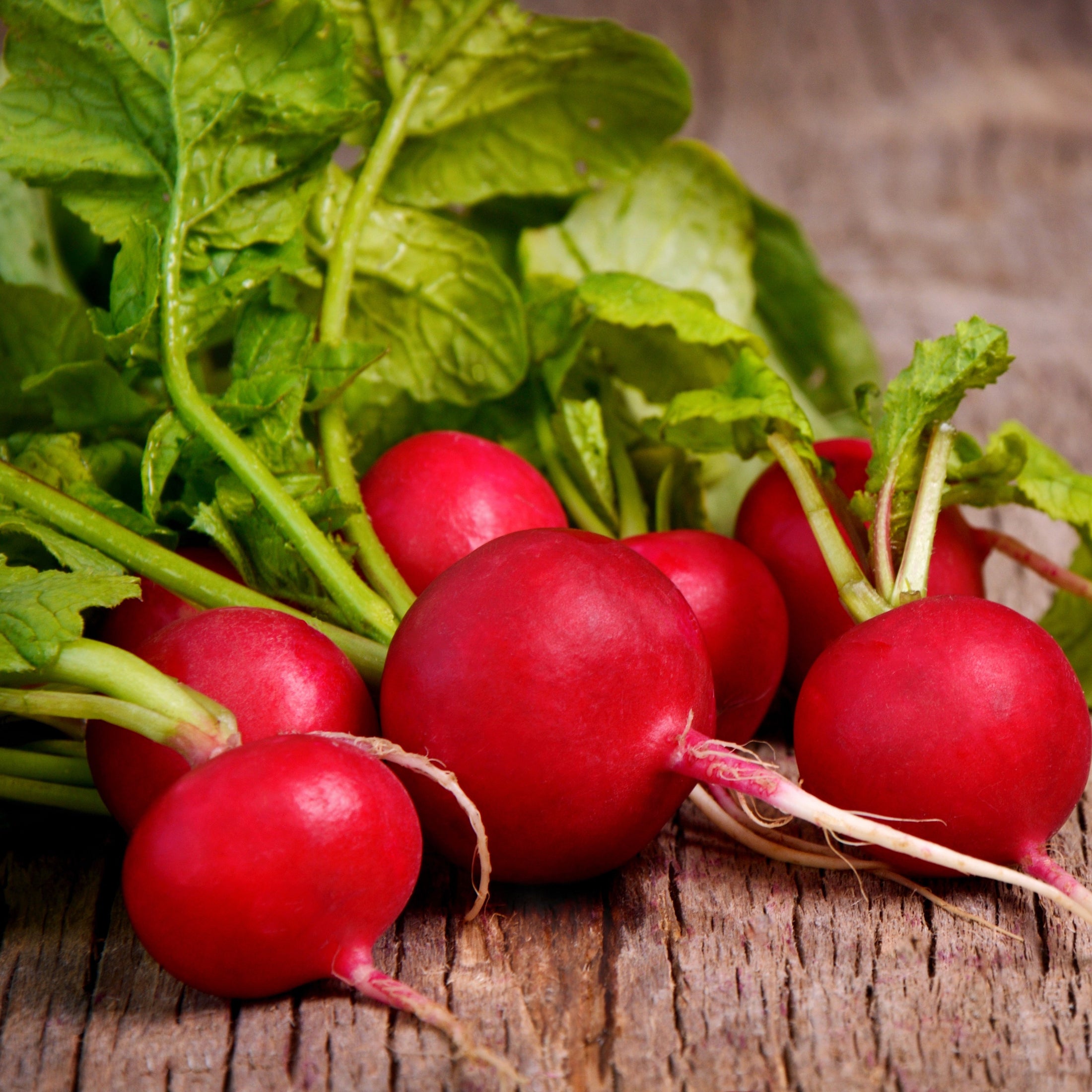'Scarlet Globe' Radish