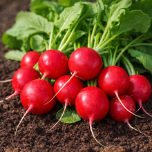 Radis 'Cherry Belle'
