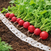 Radish 'Cherry Belle' on ribbon