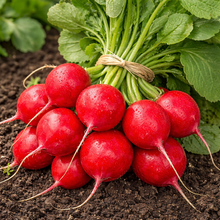 Radis 'Cherry Belle' bio