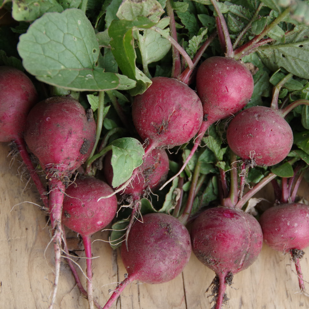 Radish 'Cherry Belle' on ribbon