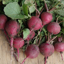Radis 'Cherry Belle' sur ruban