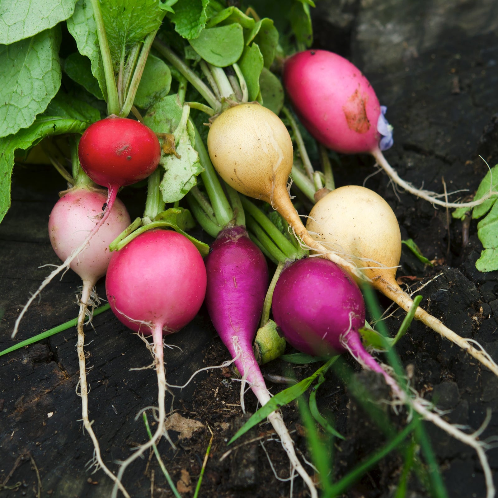 Radish 'Easter Egg II'