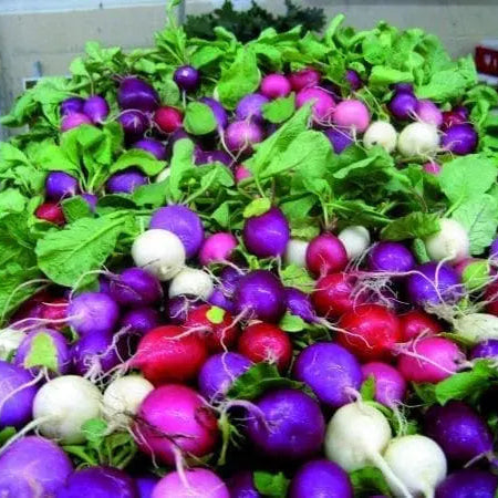 Photo de Radis Easter Egg II. La couleur caractéristique est : blanc-rose-violet-rouge. Les fruits présentent cette forme : ronde. Le visuel permet d'observer les contours, les teintes et la disposition des éléments présentés. Les détails de forme et les contrastes donnent un aperçu de l'apparence de cette plante ou de sa récolte.