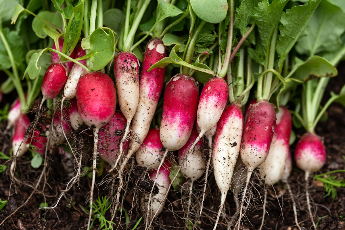 Organic 'French Breakfast' radishes