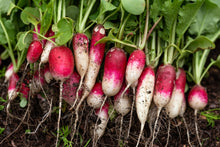 Organic 'French Breakfast' radishes