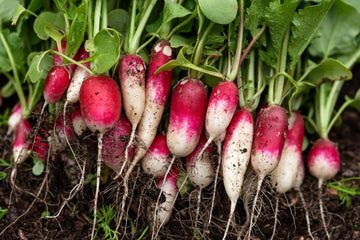 Organic 'French Breakfast' radishes
