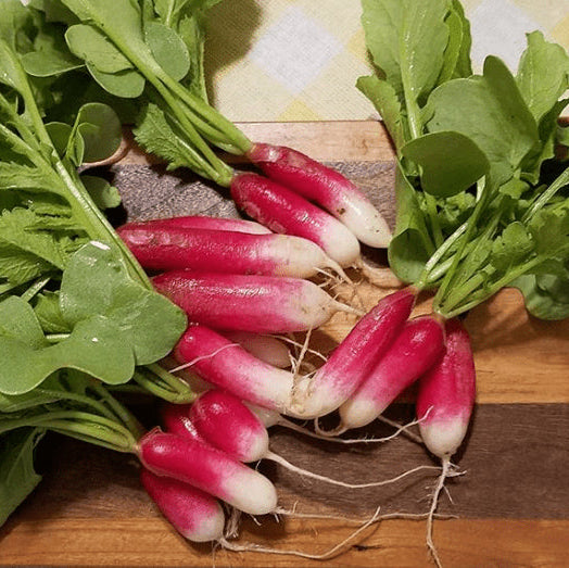 Organic 'French Breakfast' radishes