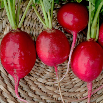 Radis Géant de Sicile. Gros radis rouges ronds avec leurs fanes. Le cadrage permet de voir les formes, les couleurs et les détails du sujet représenté. Les contours se détachent du fond de l’image, avec des différences de teinte et de texture visibles sur les surfaces. Cette vue accompagne la présentation du produit dans la boutique.