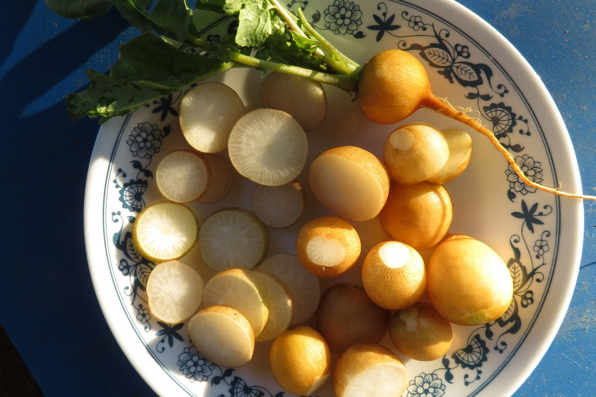 Radis 'Helios'