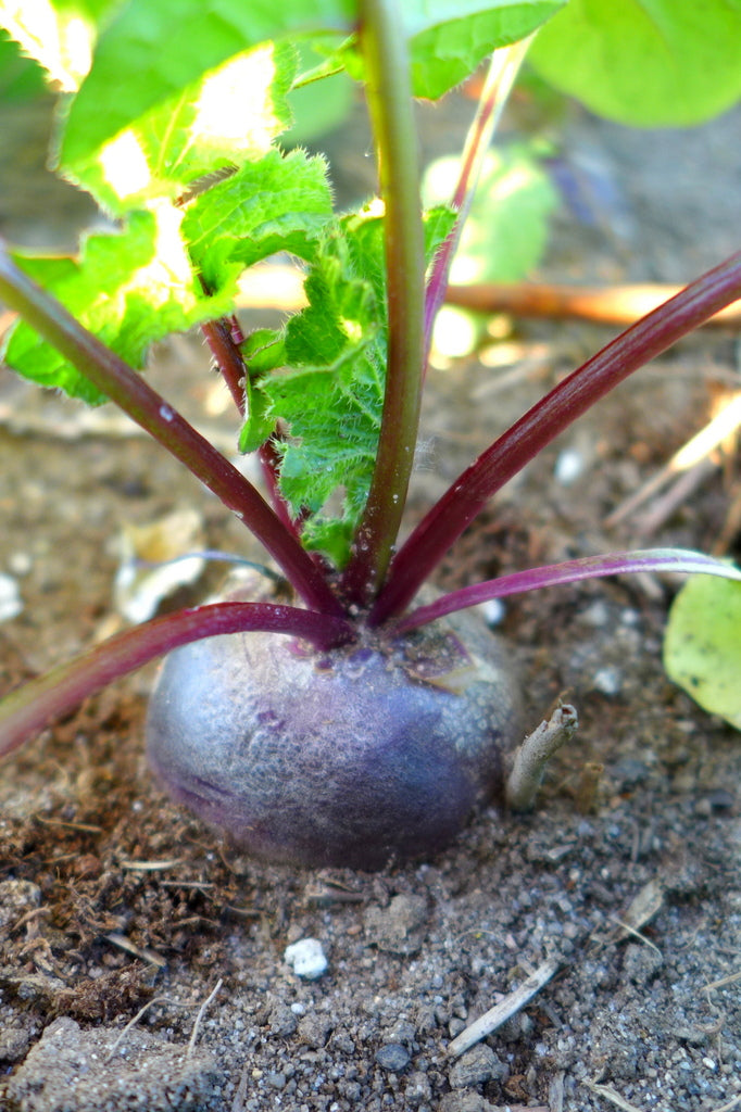 'Malaga' radish