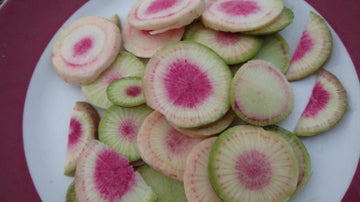 Radis 'Misato rose'