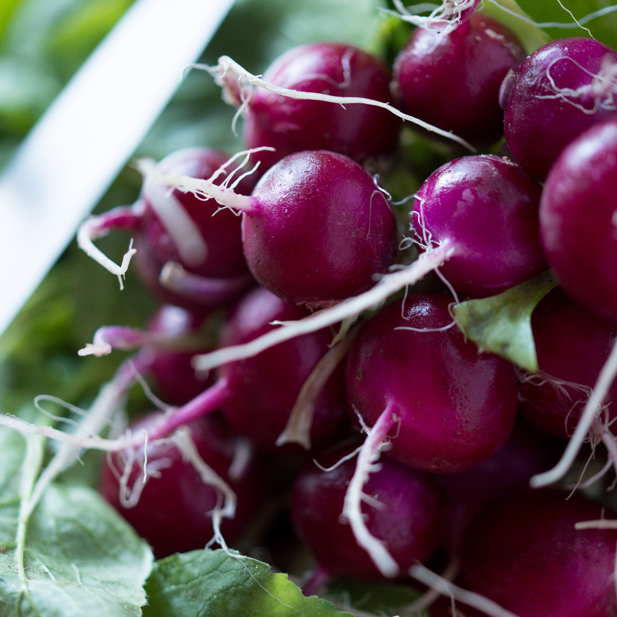 Photo de Radis 'Purpella' F1. La couleur caractéristique est : pourpe. Les racines présentent cette forme : ronde. Le visuel permet d'observer les contours, les teintes et la disposition des éléments présentés. Les détails de forme et les contrastes donnent un aperçu de l'apparence de cette plante ou de sa récolte.