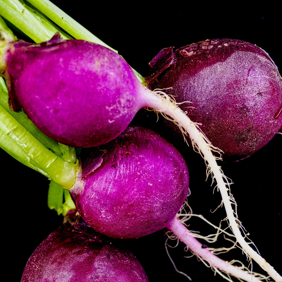 'Purple Plum' Radish