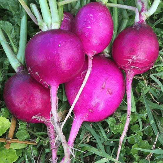 Radis 'Purple Plum' bio