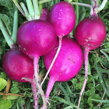 Radis 'Purple Plum' bio