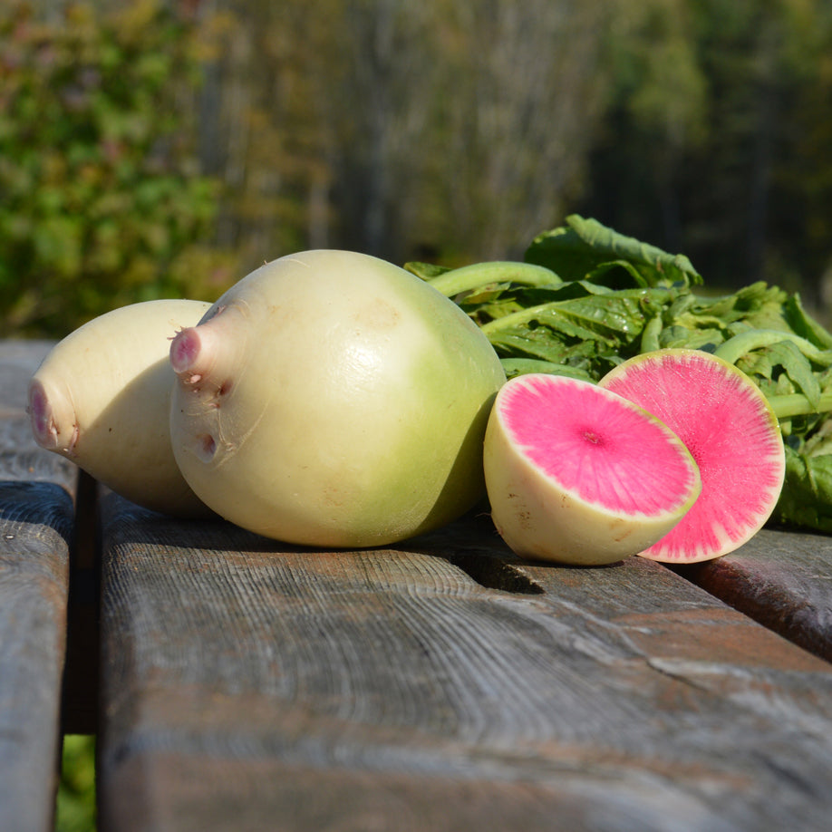 Radis Melon deau. Radis clair ouvert sur une chair rose vif. Le cadrage permet de voir les formes, les couleurs et les détails du sujet représenté. Les contours se détachent du fond de l’image, avec des différences de teinte et de texture visibles sur les surfaces. Cette vue accompagne la présentation du produit dans la boutique.