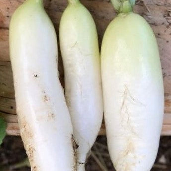 Organic 'White Icicle' radish