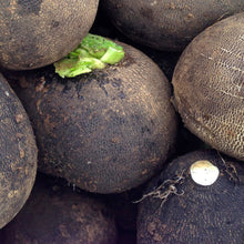 Organic Winter Black Radish