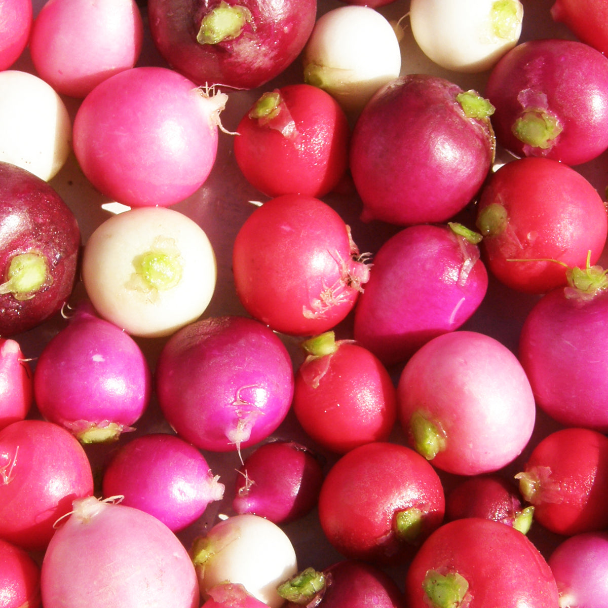 Organic Radish Mix