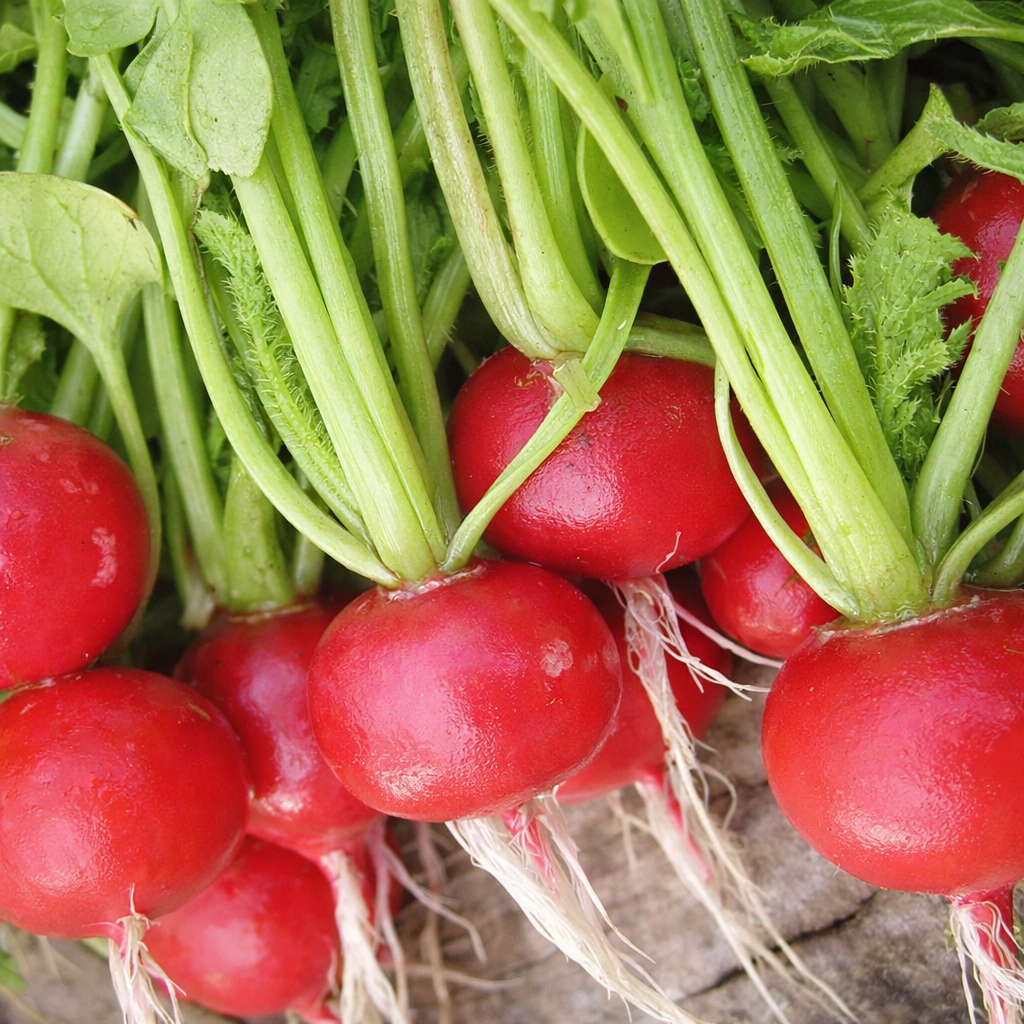 Radis Cherry Belle sur ruban (<em>Raphanus sativus</em>)