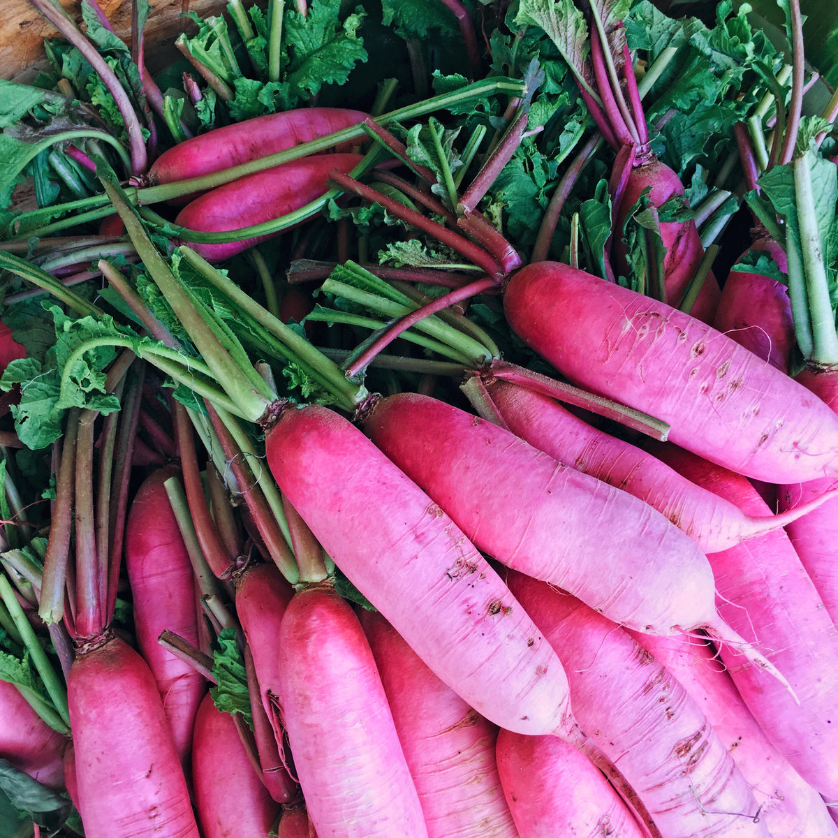 Winter radish 'China Rose'