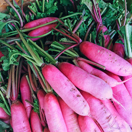 Winter radish 'China Rose'