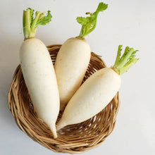 Winter radish 'China White'