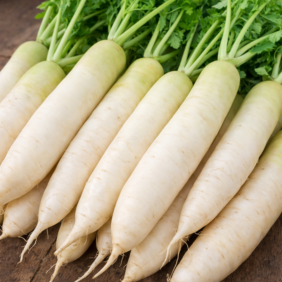 Organic daikon radish
