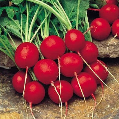 'Red Cherry' Radish