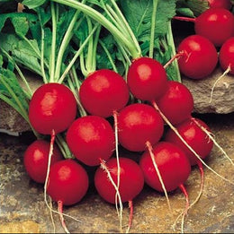 'Red Cherry' Radish