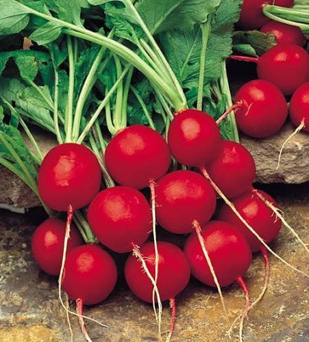 Semences Radis 'Cherry Belle' (Raphanus sativus)