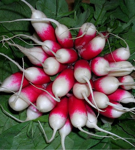 Semences Radis 'French Tip 2 Punta Bianca Rosso' (Raphanus sativus)
