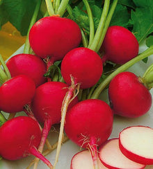 Semences Radis 'Champion' (Raphanus sativus)