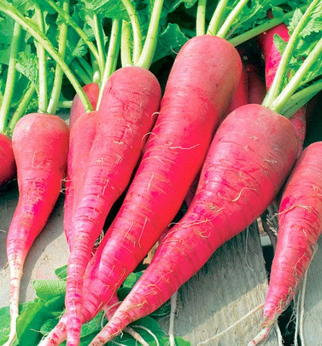 Semences Radis 'Candela di Fuoco' (Raphanus sativus)