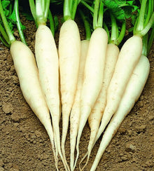 Semences Radis 'Icicle' (Raphanus sativus)