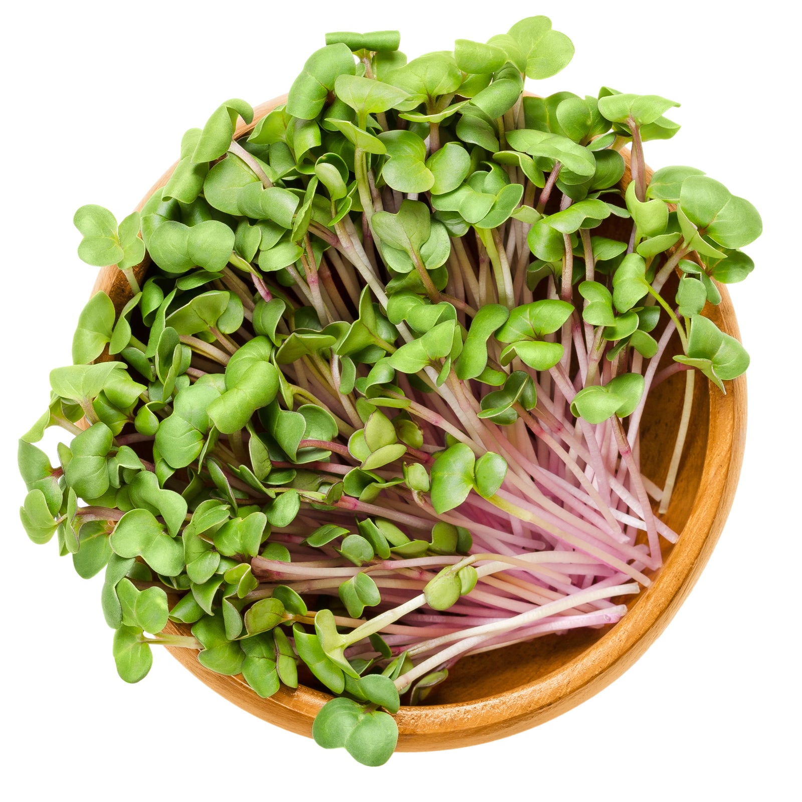 Micropousses de radis 'Rose de Chine' bio